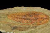 Hamatolenus vincenti Trilobite - Tinjdad, Morocco #139769-2